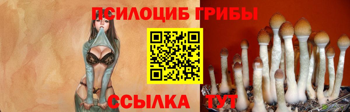 Новодвинск  Галлюциногенные грибы Psilocybe  Вход с VPN 